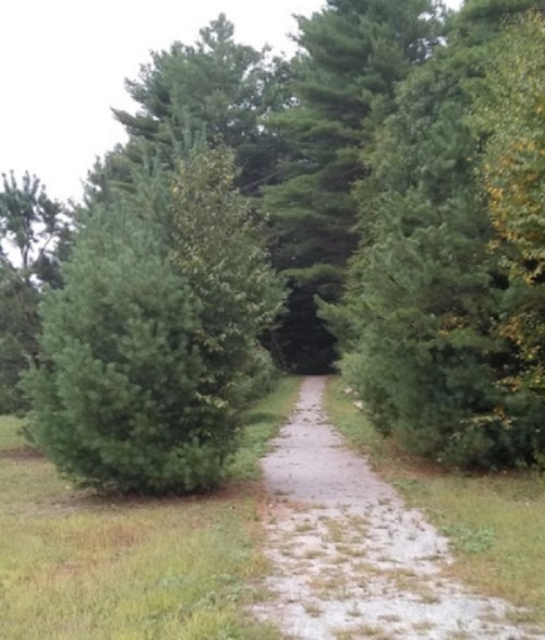 A narrow path winds through tall trees, leading into a lush, green forest.