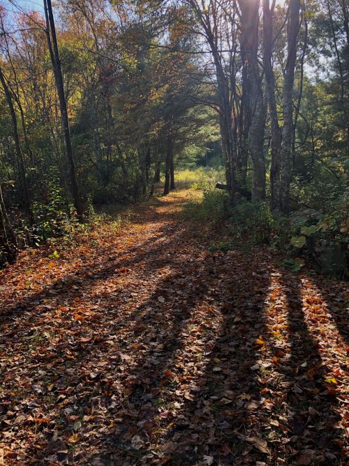 A sunlit forest path covered in autumn leaves, surrounded by trees and dappled shadows.