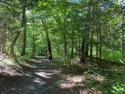A serene forest path surrounded by lush green trees and dappled sunlight filtering through the leaves.