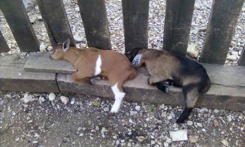 Two young goats lying side by side against a wooden fence, resting comfortably on a sunny day.