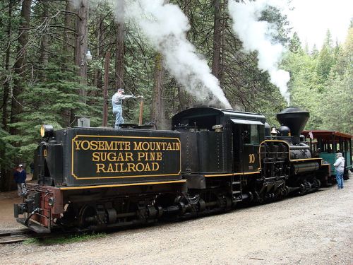 A vintage steam locomotive with a black and gold design, surrounded by tall trees in a forest setting.