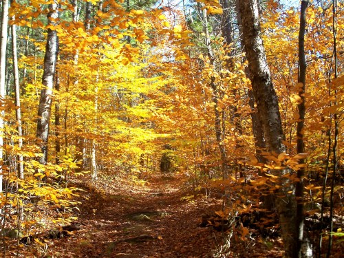A serene forest path lined with vibrant orange and yellow autumn leaves under a clear blue sky.