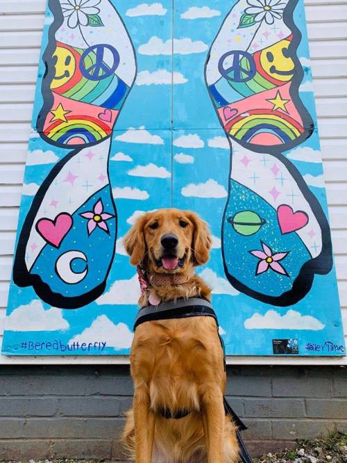 A golden retriever sits in front of a colorful butterfly mural featuring peace signs and smiley faces.
