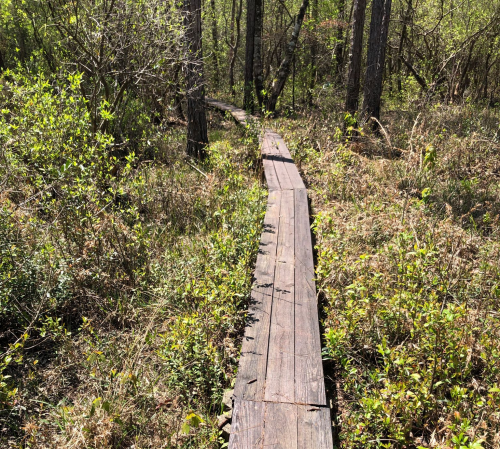 A wooden boardwalk winding through a lush, green forest with shrubs and trees on either side.