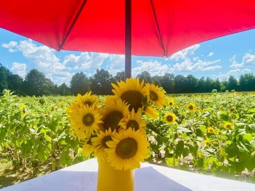 A vibrant bouquet of sunflowers under a red umbrella, with a field of sunflowers in the background and blue skies.