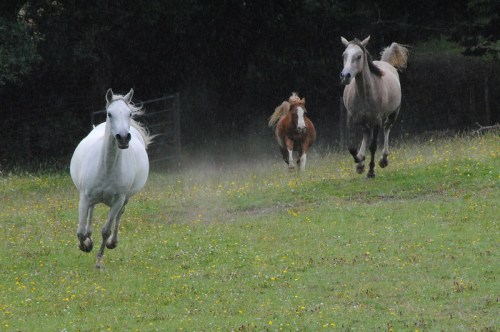 Three horses running through a grassy field, with a white horse in the foreground and two others behind, amidst light rain.