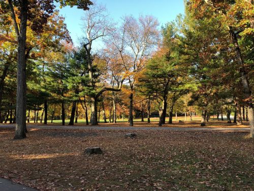 A serene park scene with trees displaying autumn foliage and a clear blue sky. Leaves cover the ground.
