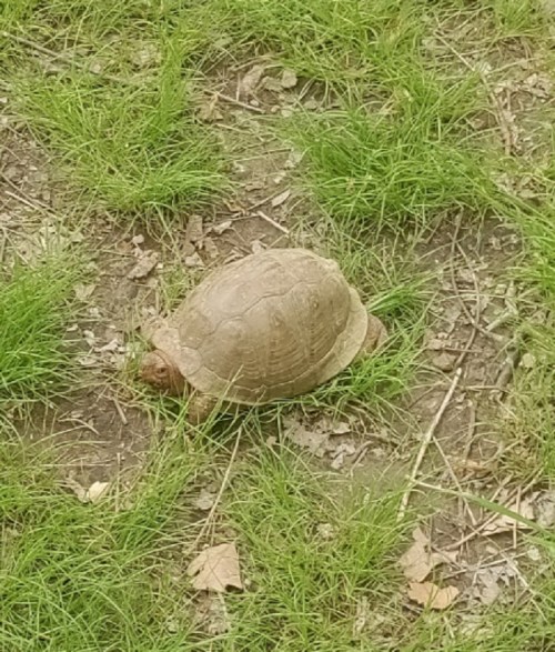 A turtle slowly moving across a grassy area with scattered leaves on the ground.