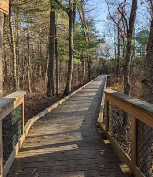 A wooden boardwalk winding through a forest with trees on either side and a clear sky above.