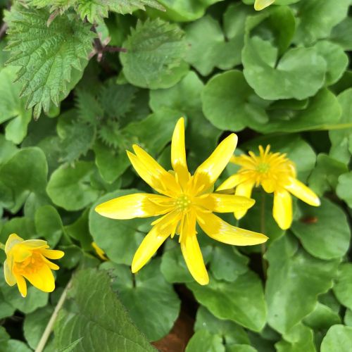 A cluster of bright yellow flowers surrounded by green leaves in a natural setting.