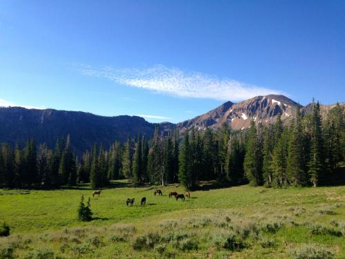 A serene landscape featuring horses grazing in a lush green meadow, surrounded by tall trees and mountains under a clear blue sky.