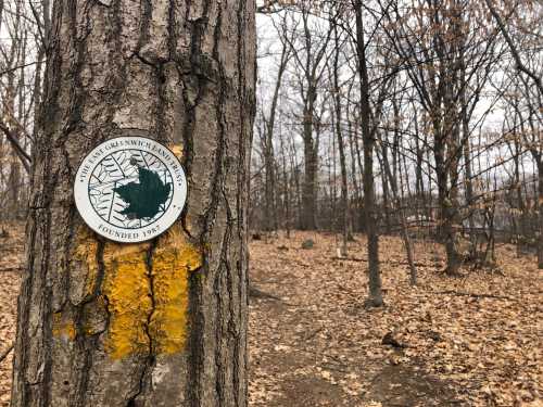 A tree trunk with a green and white trail marker, surrounded by a leaf-covered forest path in early spring.