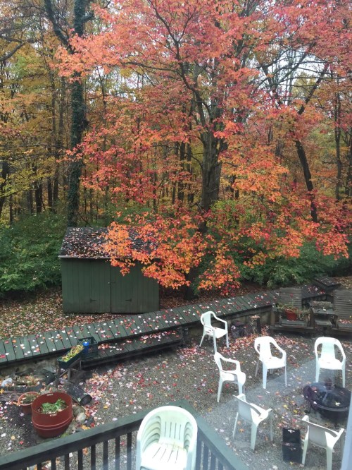 A view of a forest in autumn, featuring vibrant orange and red leaves, a green shed, and white chairs on a patio.