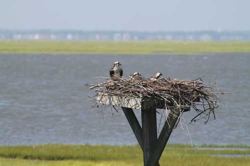 A bird's nest on a wooden platform by the water, with three chicks and one adult bird visible.