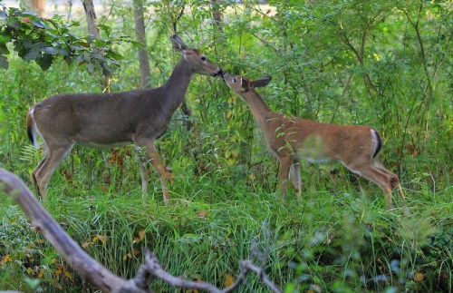 Two deer gently touching noses in a lush green forest setting.