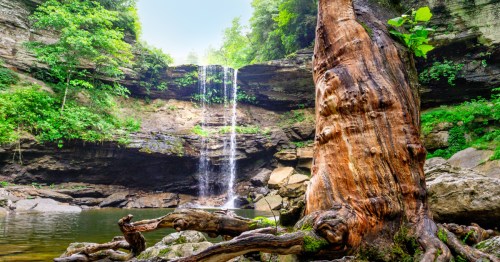 An large old tree with gnarly roots sits at the rocky edge of the plunge pool of Greeter Falls in TN. The tree's surface is bare, revealing its rich color