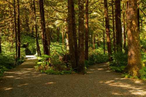 A serene forest scene with two diverging paths surrounded by tall trees and lush greenery.