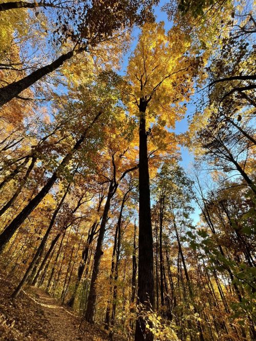 Tall trees with vibrant yellow and orange leaves against a clear blue sky in a forest during autumn.
