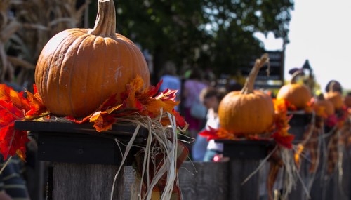 A row of pumpkins adorned with autumn leaves and straw, set against a blurred background of people and trees.