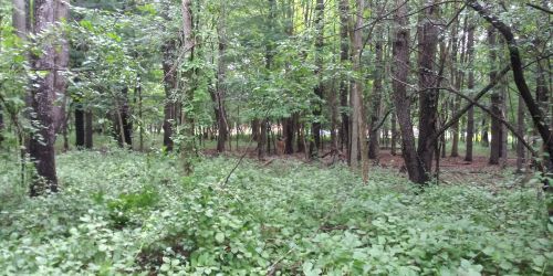 A dense forest scene with tall trees and lush green undergrowth, creating a serene, natural environment.