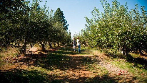 Two people walk along a path in an apple orchard, surrounded by trees and fallen apples on the ground.