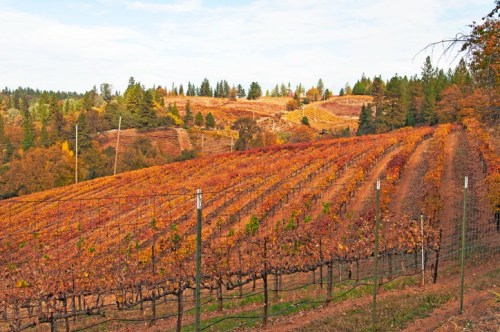 Vibrant vineyard landscape in autumn, featuring rows of grapevines with colorful foliage and rolling hills in the background.