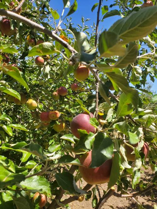 A close-up of apple trees with ripe red and green apples among lush green leaves under a clear blue sky.