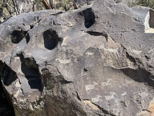 Petroglyphs etched into a large rock surface, depicting various animal figures and abstract shapes in a natural setting.