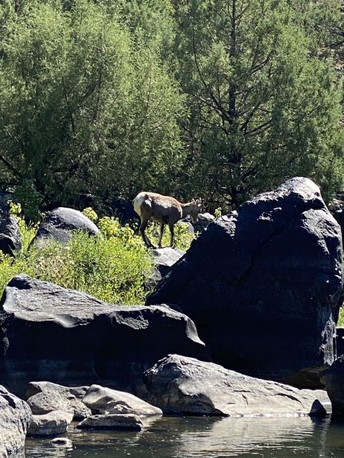 A deer stands among rocks and greenery near a calm body of water, surrounded by trees in a natural setting.