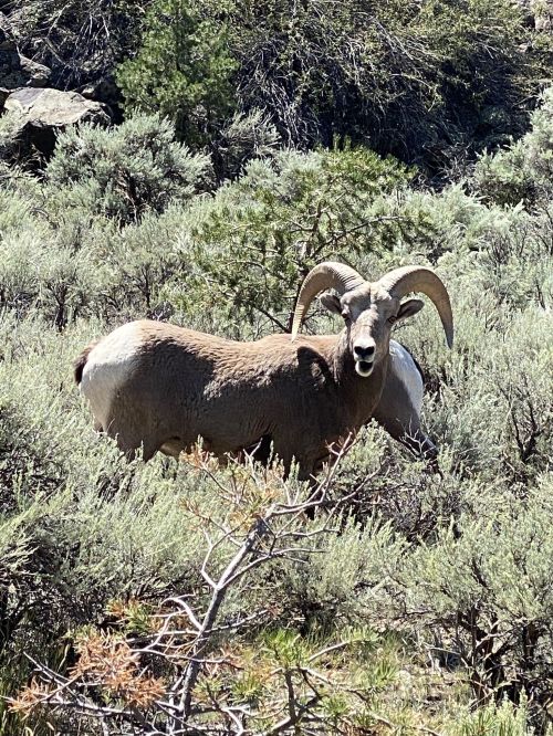 Two bighorn sheep among green shrubs and trees in a natural landscape.