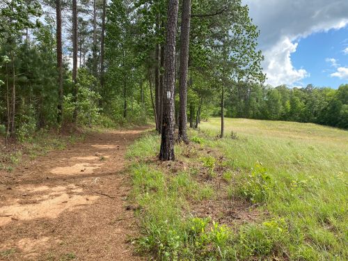 A dirt path winds through a forested area, leading to an open grassy field under a partly cloudy sky.