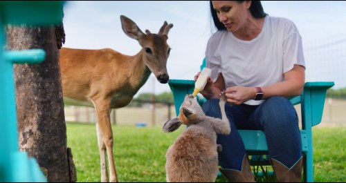 A woman feeds a baby kangaroo while a deer stands nearby in a grassy outdoor setting.