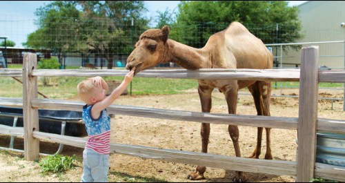 A child reaches out to feed a camel over a wooden fence on a sunny day at a farm.
