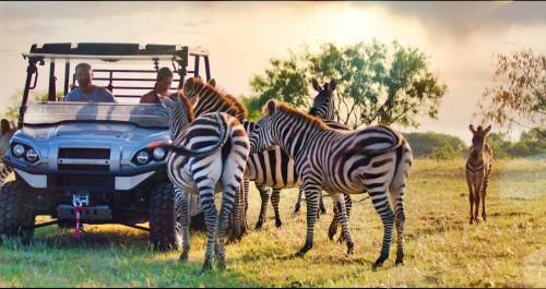 Two people in a vehicle surrounded by zebras in a grassy landscape during sunset.