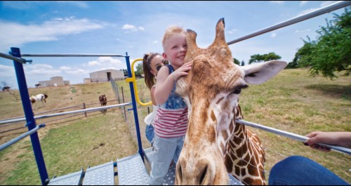 A child joyfully pets a giraffe while a woman smiles nearby, with a grassy field and animals in the background.