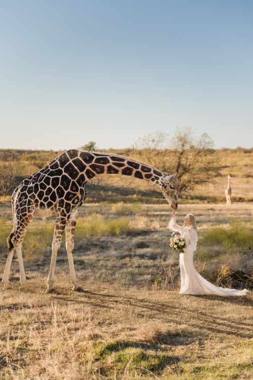 A bride in a white gown stands in a field, gently interacting with a giraffe.