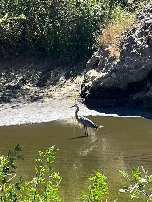 A heron stands in shallow water near a rocky bank, surrounded by greenery and sunlight.