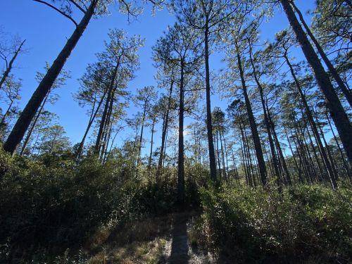 Tall pine trees against a clear blue sky, with a narrow path winding through the underbrush.