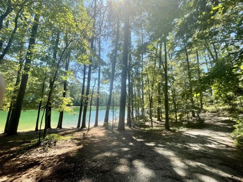 A serene forest scene with tall trees, sunlight filtering through leaves, and a glimpse of a calm lake in the background.