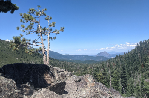 A lone tree stands on a rocky outcrop, overlooking a lush green valley and distant mountains under a clear blue sky.