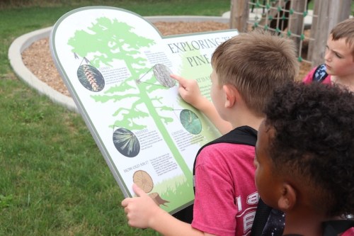 Children examining an educational sign about pine trees in a playground setting.