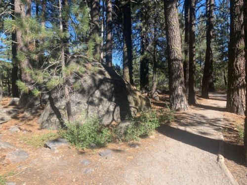 A large rock surrounded by trees along a dirt path in a sunny forest setting.