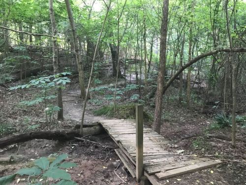 A wooden bridge crosses a small path in a lush, green forest with trees and underbrush surrounding it.