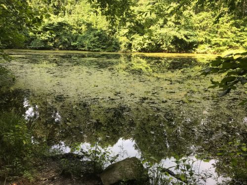 A serene pond surrounded by lush greenery, with reflections of trees on the water's surface and algae covering parts of it.