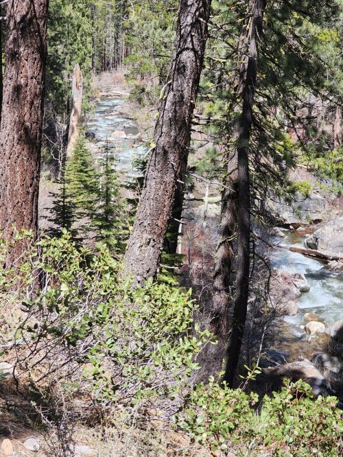 A serene forest scene with tall trees framing a winding river and lush greenery along the banks.