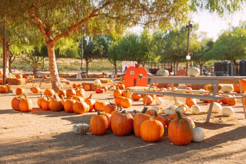 A pumpkin patch with various pumpkins scattered on the ground, surrounded by trees and picnic tables.