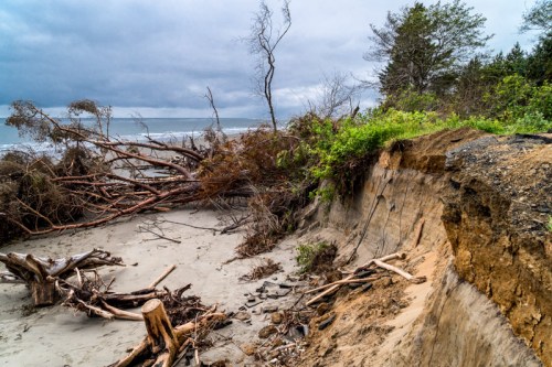 A coastal scene showing eroded sand cliffs, fallen trees, and scattered debris against a cloudy sky.