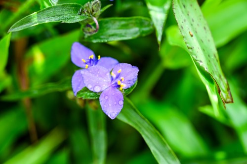 A close-up of delicate purple flowers with yellow stamens, surrounded by lush green leaves and droplets of water.