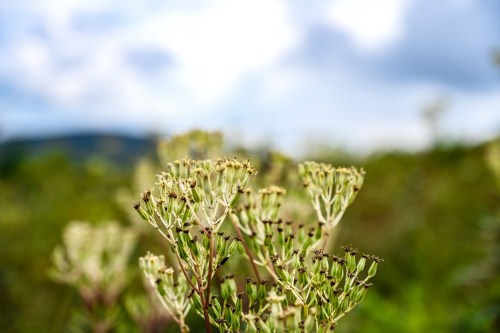 Close-up of delicate flowering plants against a blurred green background and cloudy sky.