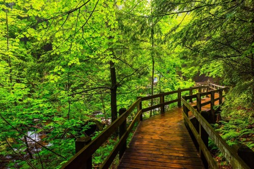 A wooden walkway winds through a lush green forest, surrounded by vibrant trees and a gentle stream.
